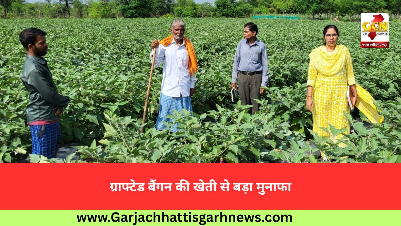 ग्राफ्टेड बैंगन की खेती से बड़ा मुनाफा