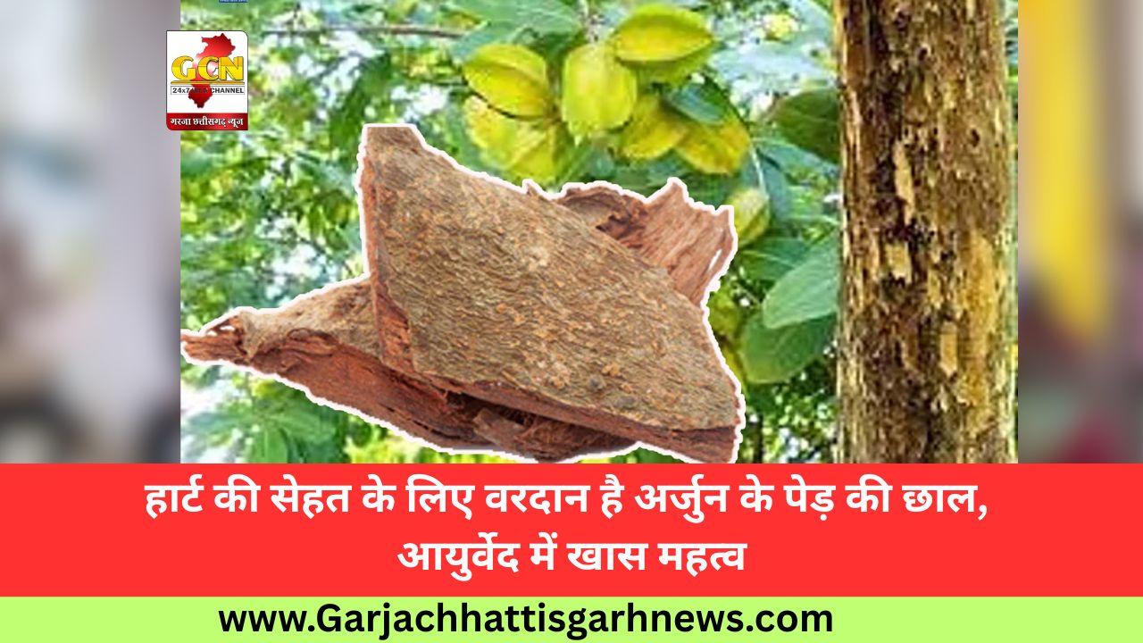 हार्ट की सेहत के लिए वरदान है अर्जुन के पेड़ की छाल, आयुर्वेद में खास महत्व हार्ट की सेहत के लिए वरदान है अर्जुन के पेड़ की छाल, आयुर्वेद में खास महत्व