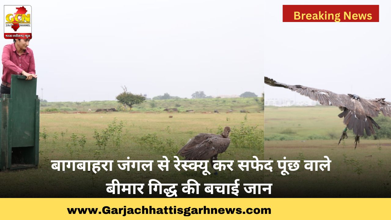 बागबाहरा जंगल से रेस्क्यू कर सफेद पूंछ वाले बीमार गिद्ध की बचाई जान
