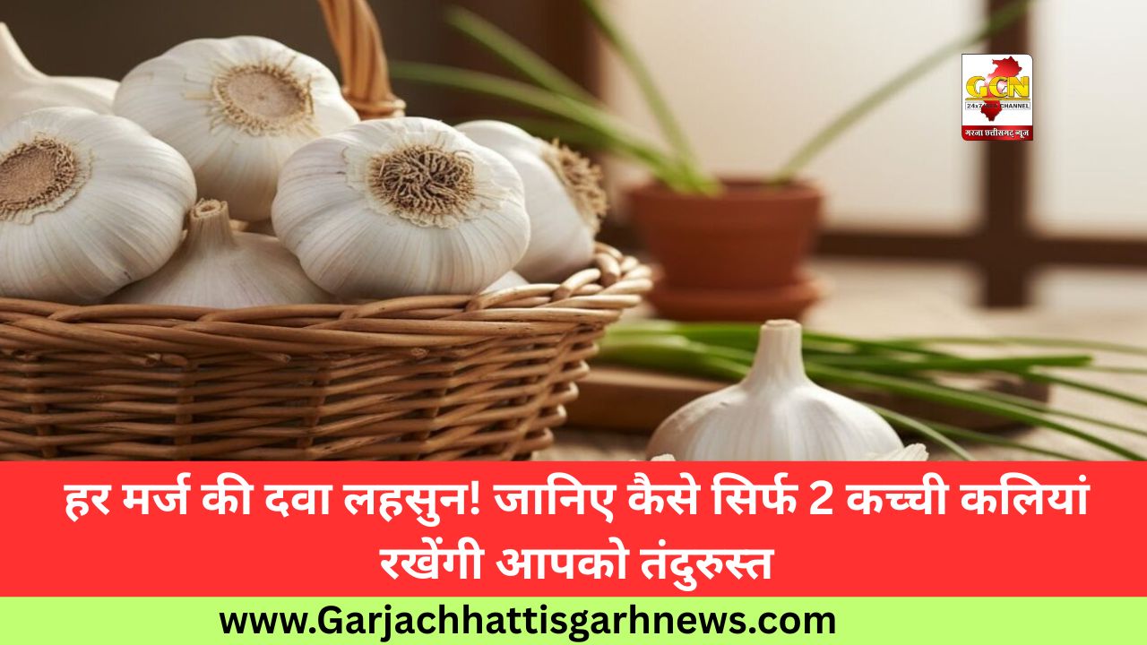 हर मर्ज की दवा लहसुन! जानिए कैसे सिर्फ 2 कच्ची कलियां रखेंगी आपको तंदुरुस्त हर मर्ज की दवा लहसुन! जानिए कैसे सिर्फ 2 कच्ची कलियां रखेंगी आपको तंदुरुस्त
