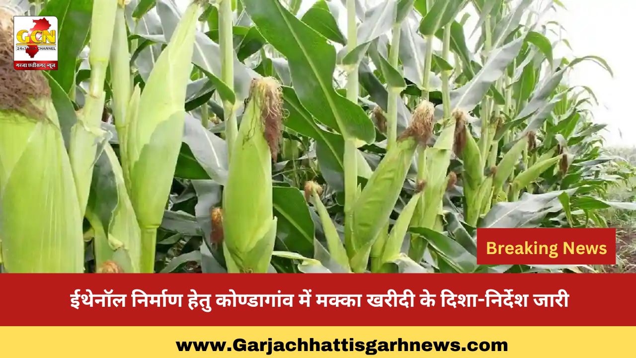 ईथेनॉल निर्माण हेतु कोण्डागांव में मक्का खरीदी के दिशा-निर्देश जारी