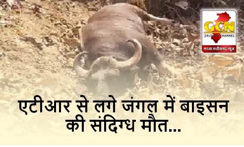 CG BIG NEWS: एटीआर से लगे जंगल में बाइसन की संदिग्ध मौत,करंट लगाकर शिकार करने की आशंका...