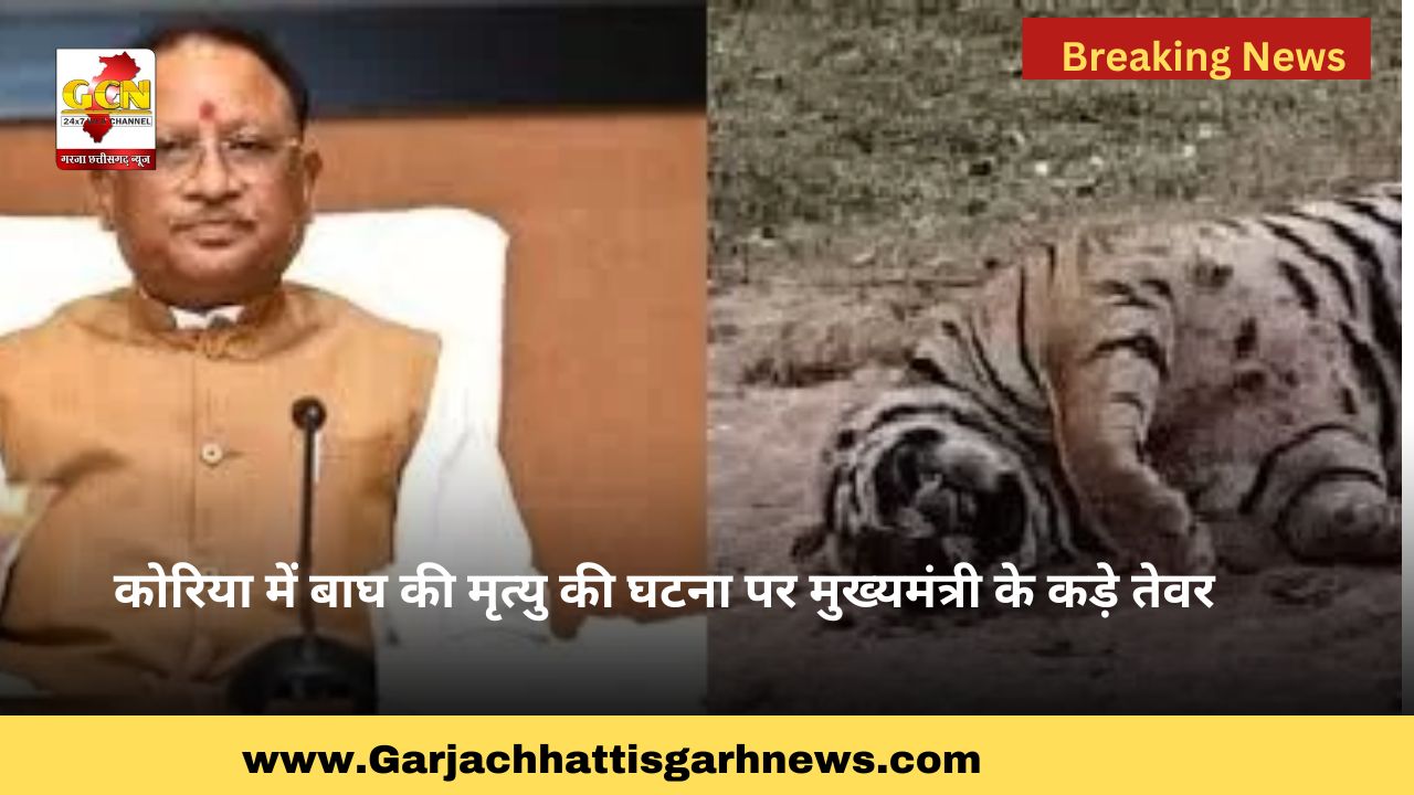 कोरिया में बाघ की मृत्यु की घटना पर मुख्यमंत्री के कड़े तेवर