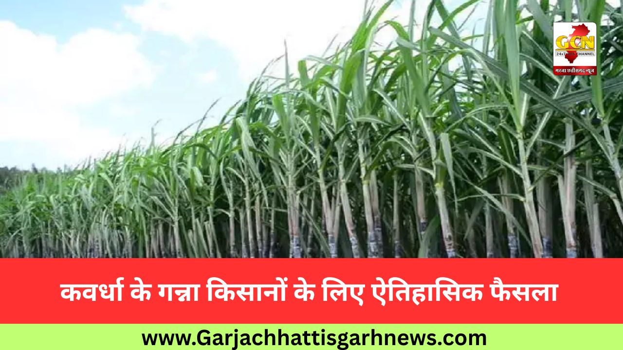 कवर्धा के गन्ना किसानों के लिए ऐतिहासिक फैसला कवर्धा के गन्ना किसानों के लिए ऐतिहासिक फैसला