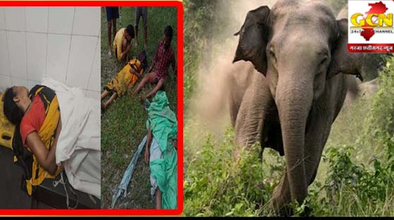 कोरबा में हाथियों का आतंक, हमले में एक ही परिवार के दो लोगों की मौत, दो अन्य हुए घायल 